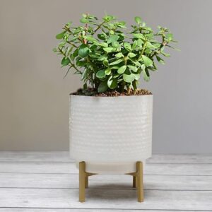 Iron Planter White Powder Coated Hammered with stand